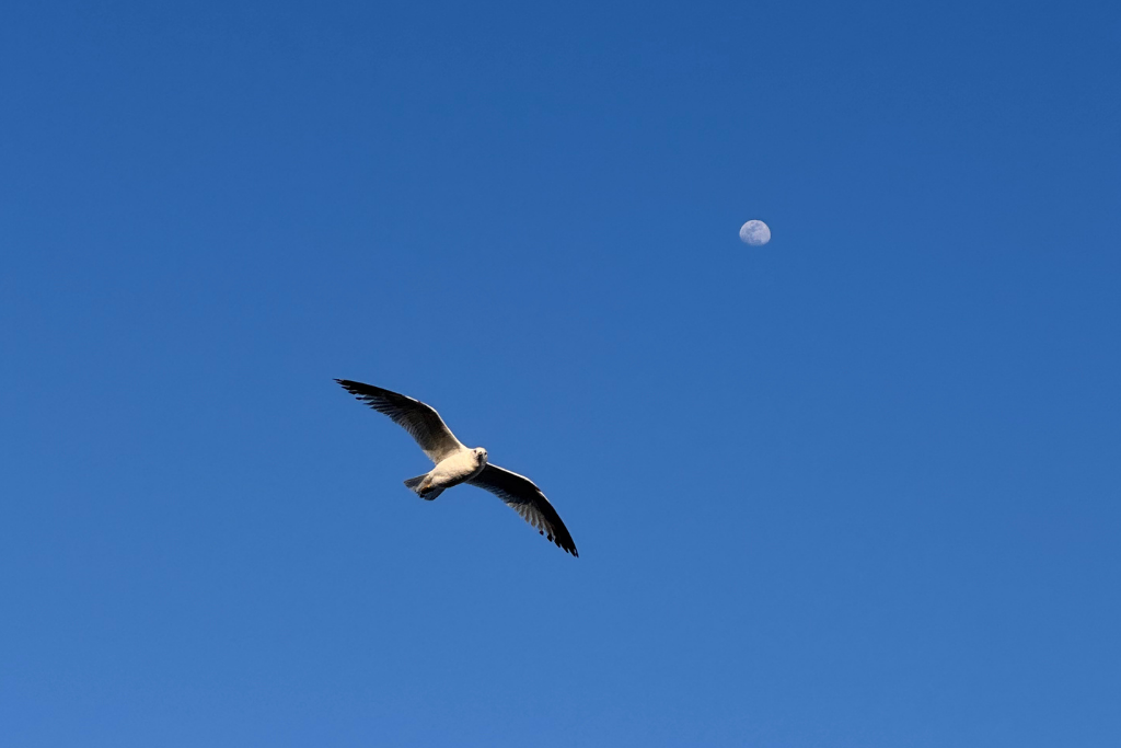 High Island, Texas: World-Class Birding at the End of the Bolivar Peninsula