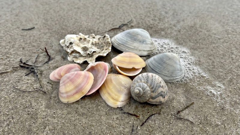 Beachcombing and Shelling