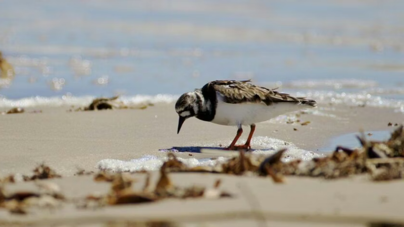 Birding at Bolivar Flats