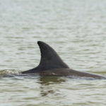 Dolphin Watching on the Bolivar Peninsula: When, Where, and What to Expect