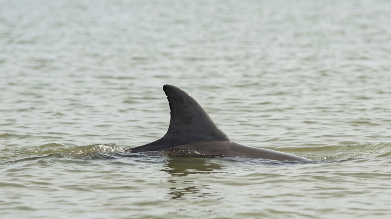 Bottlenose dolphin dorsal fin surfacing in calm water