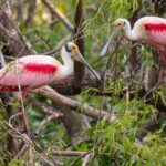 High Island, Texas: World-Class Birding at the End of the Bolivar Peninsula