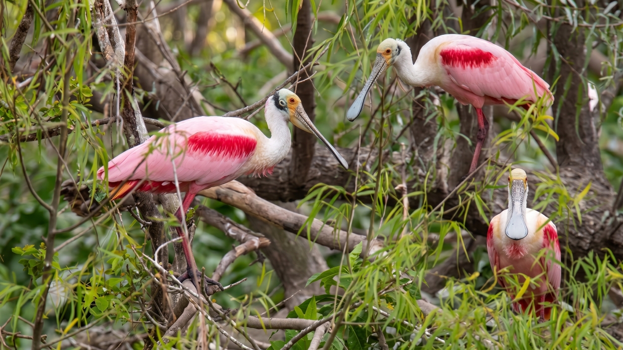 Three Roseate Spoonbills with pink and white plumage perched on tree branches surrounded by green leaves