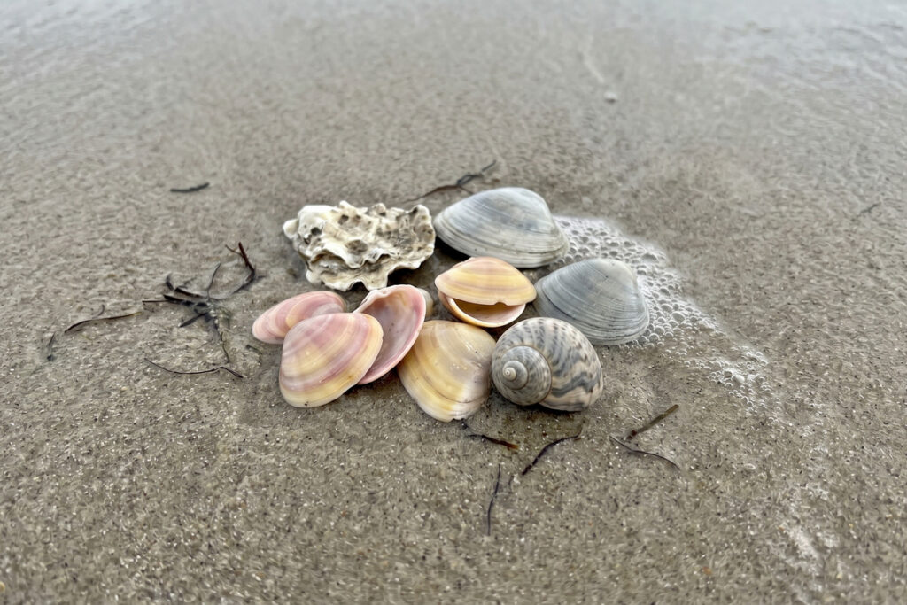 A group of seashells on wet sand including pink coquina clams, gray bivalves, and a spiral moon snail shell