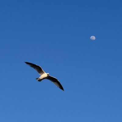 Seagull Season: Discover the Magic of Birdwatching in Boliva
