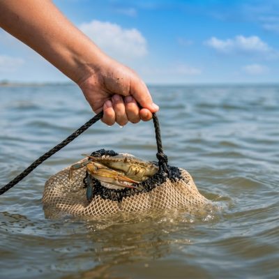 A hand pulling a mesh dip net out of shallow bay water with a blue crab caught inside