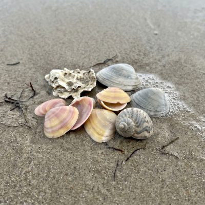 A group of seashells on wet sand including pink coquina clams, gray bivalves, and a spiral moon snail shell